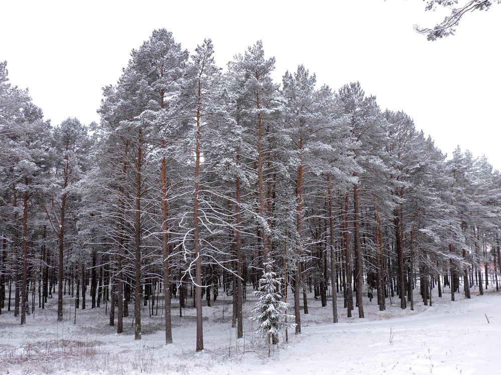 Photograph by Tatiana