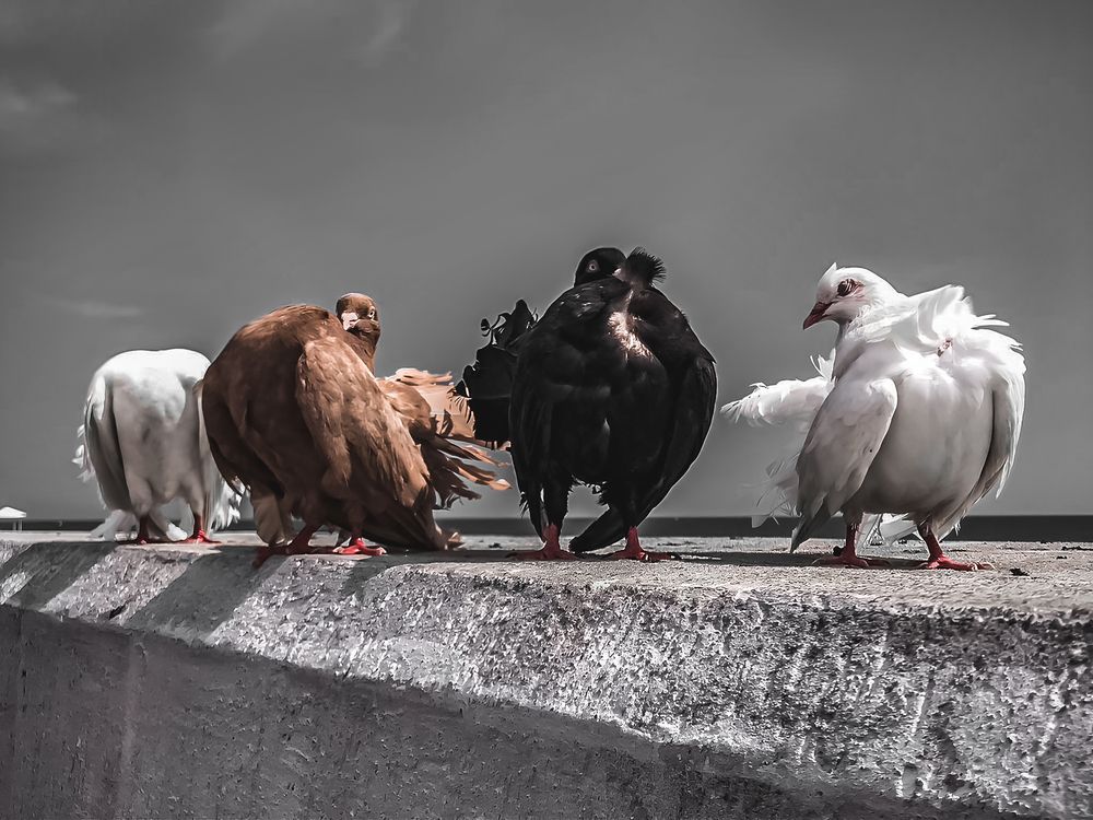 Pigeons Gangsta Band