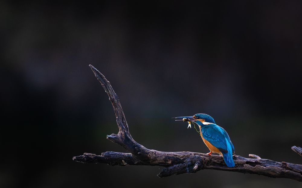 Common Kingfisher with Fresh Catch at Keoladeo National Park