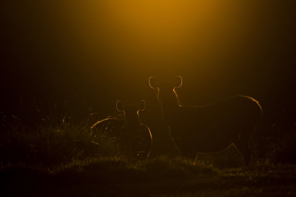 Photograph by Bimsara De Alwis