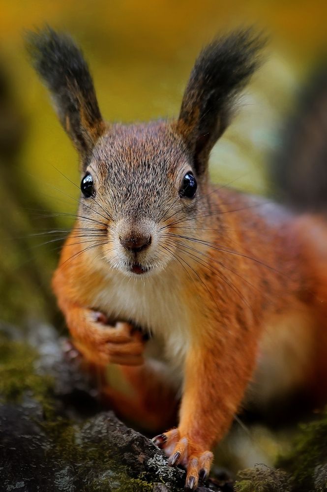 Photograph by Татьяна Бравая