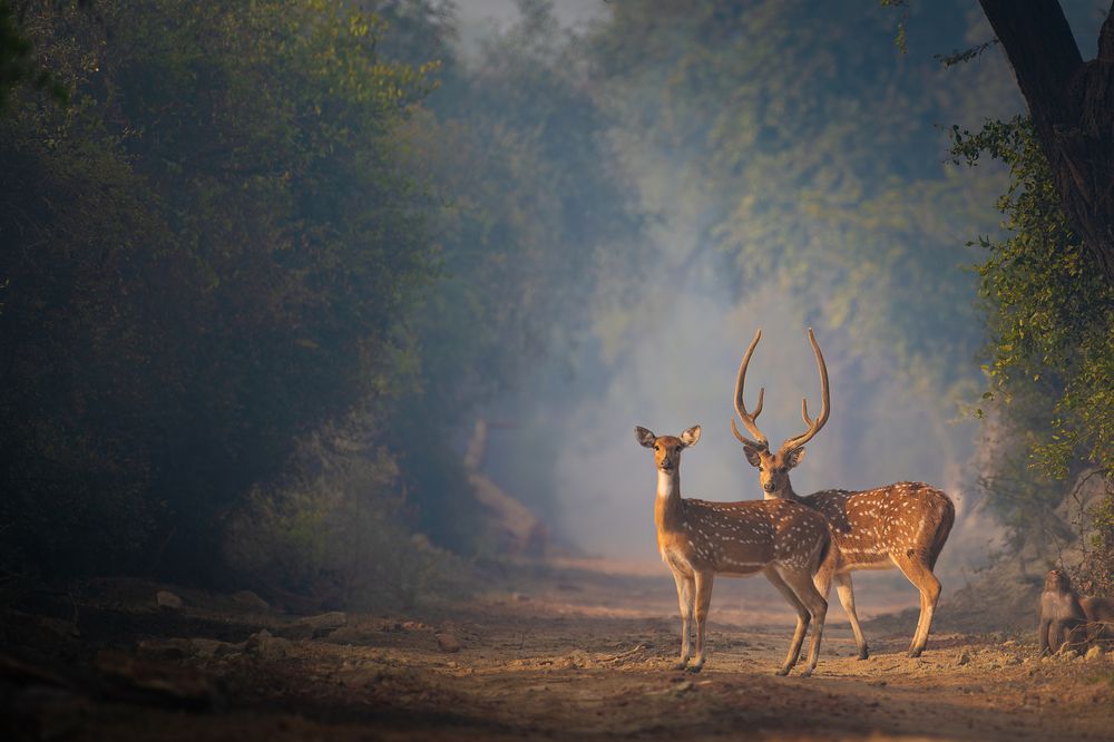 Spotted Deer Pair on a Misty Trail at Keoladeo National Park