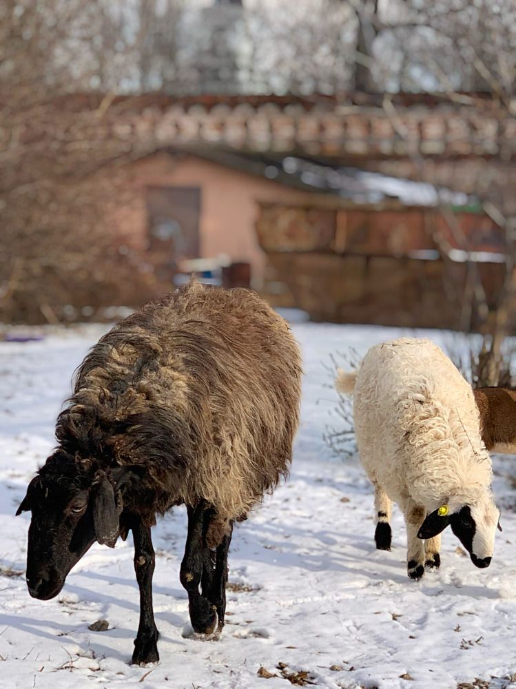 Photograph by Елена Чулюнина