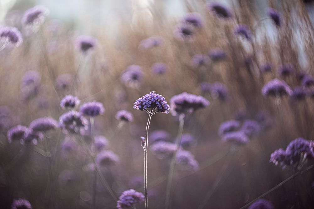 Photograph by Наталья Островцева