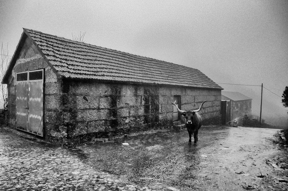 Photograph by José Carlos Silva