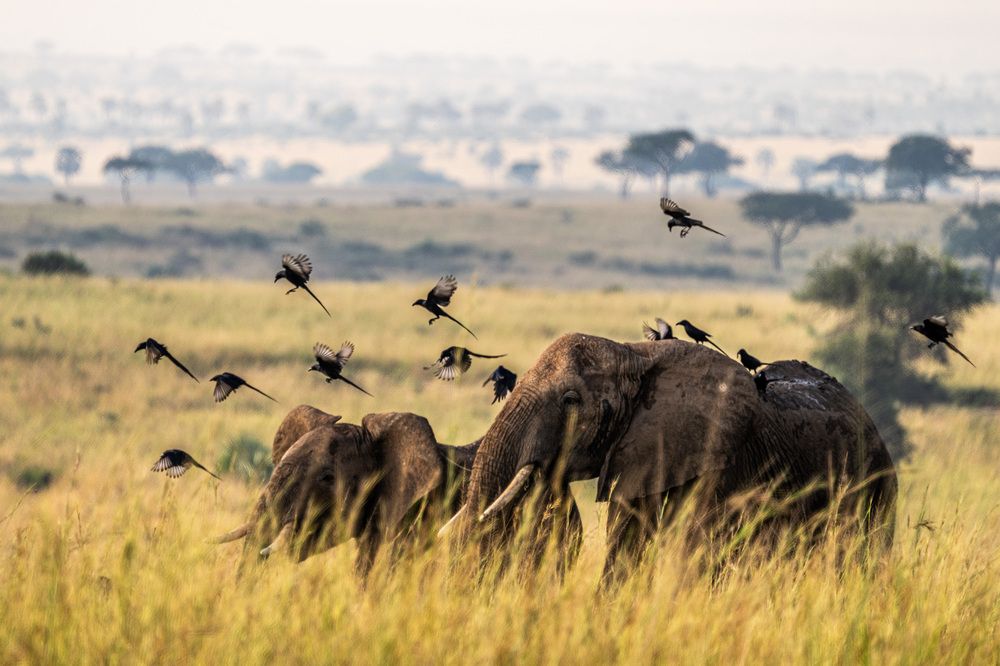Elephants with doctors