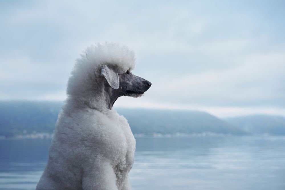 Photograph by Анна Аверьянова