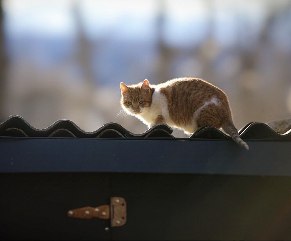 Монастырские котики