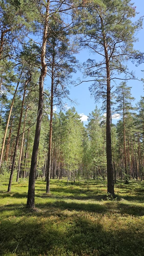 Фотография автора Александр Петуховский