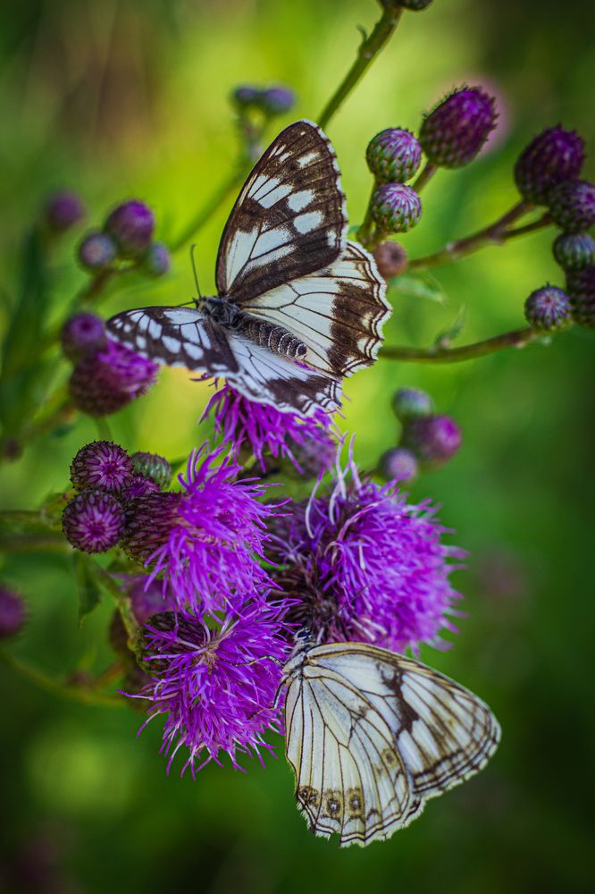 Photograph by Анна Осинцева