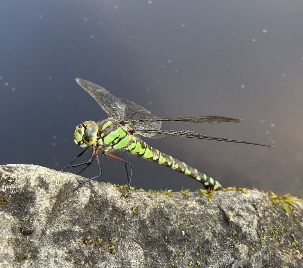 Photograph by Игорь Ребров