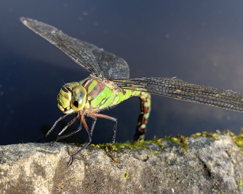 He was aching with thirst.