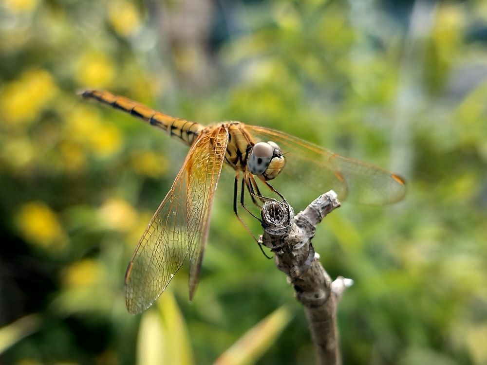 dragonfly