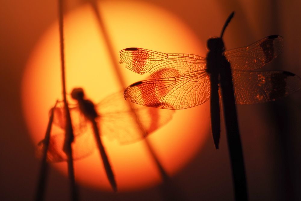 Фотография автора Mariya Belyalova