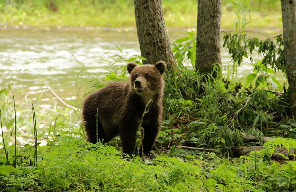 Я хозяин тайги)