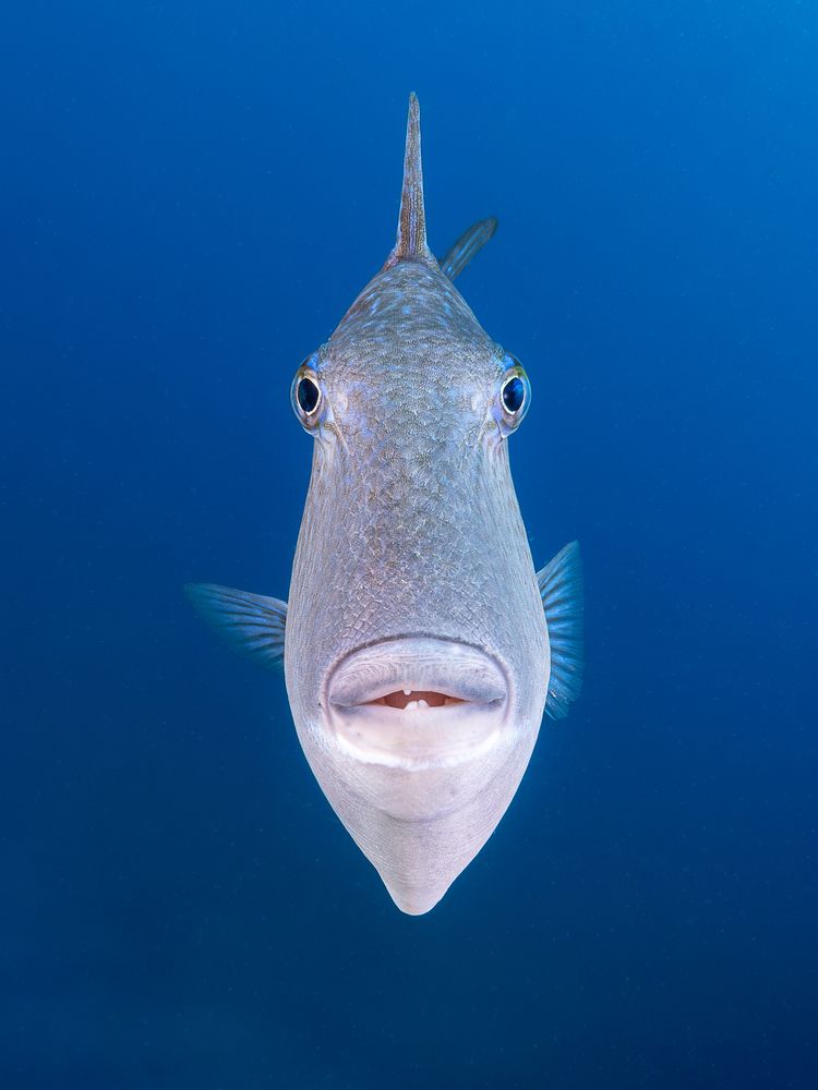 Фотография автора Francisco Sedano