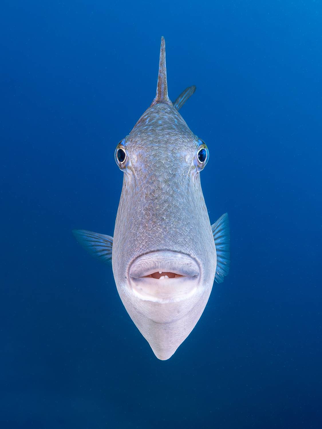 Фотография #11945237