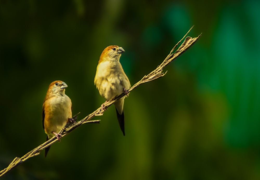 Photograph by Reyaansh Mittal