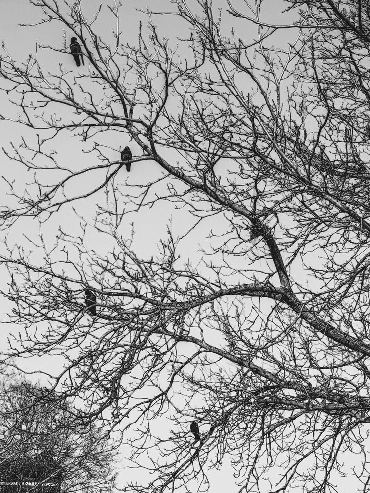 Фотография автора Берлиоз Бегемот