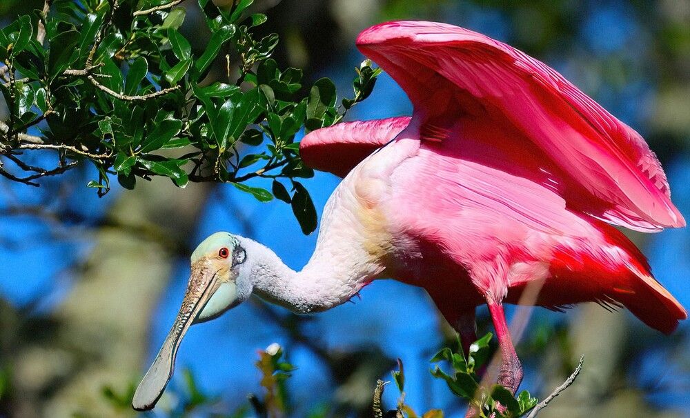 Photograph by Carol Taylor