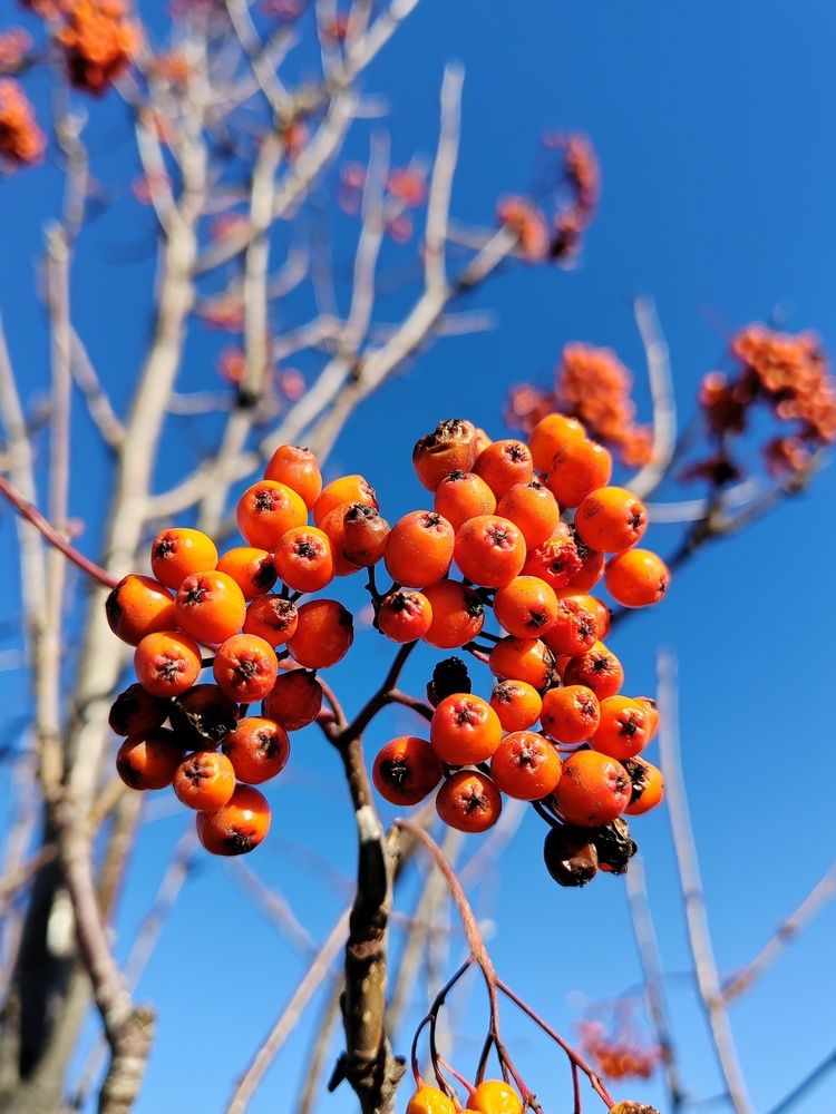 Огонь рябин