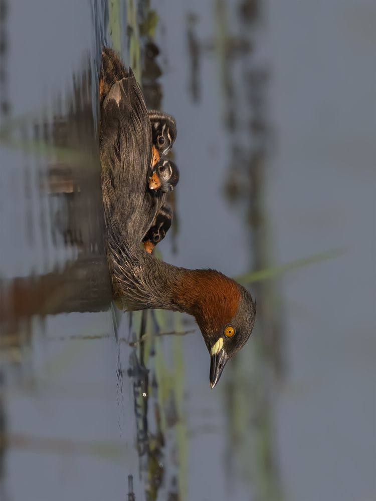 Photograph by Prabaha Chaudhury