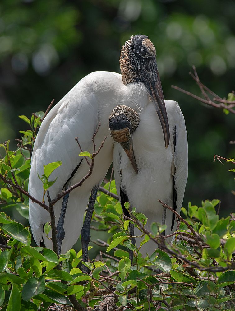 Photograph by Isabelle