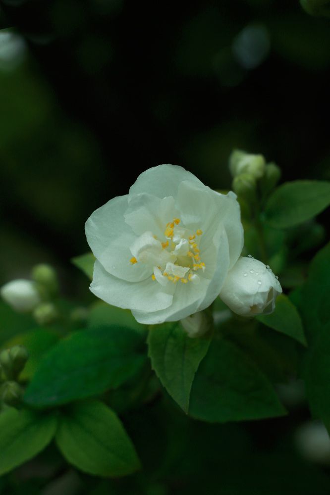 Фотография автора Олеся Лукьяненко