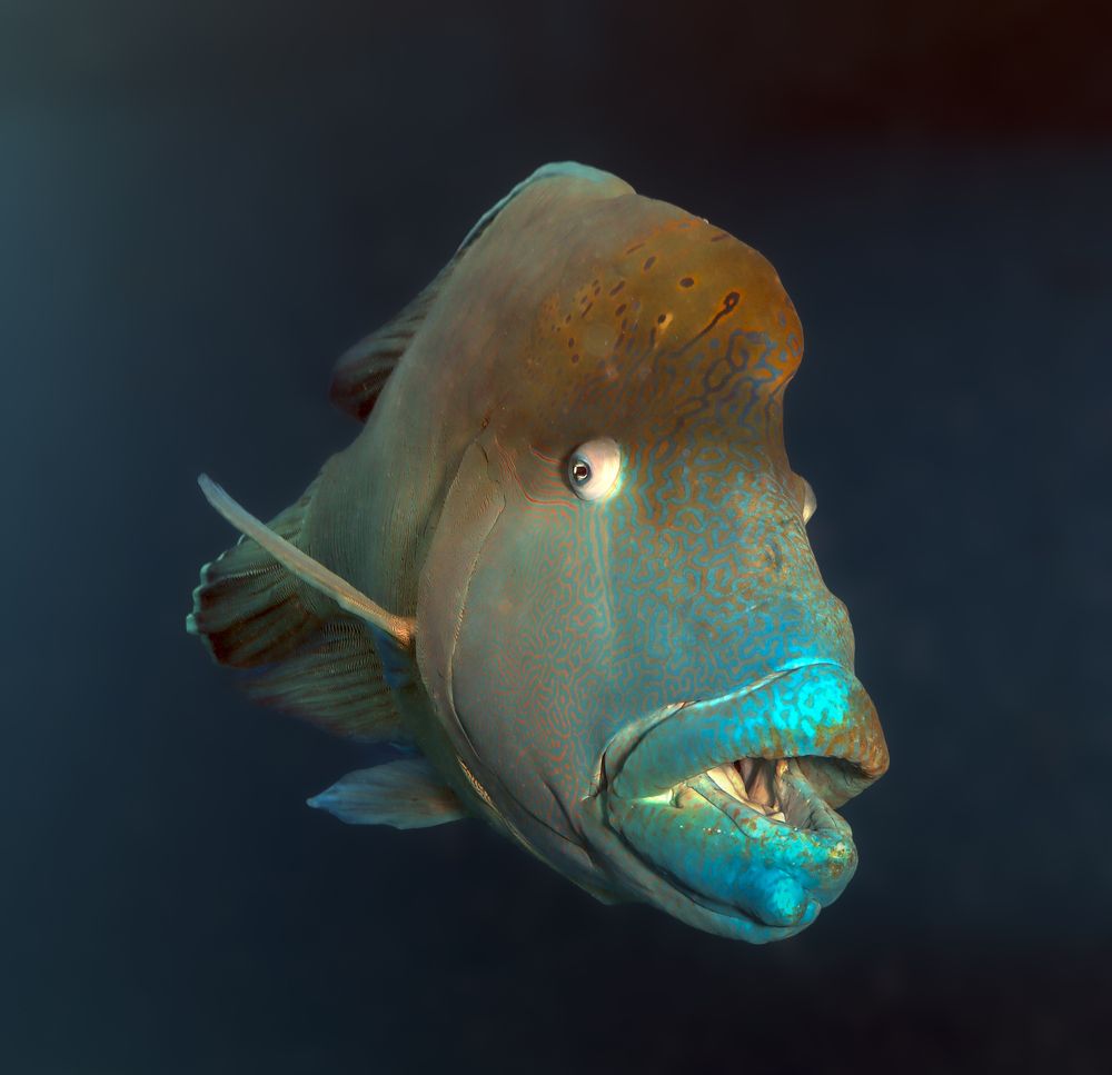 “Hello, my friend.”