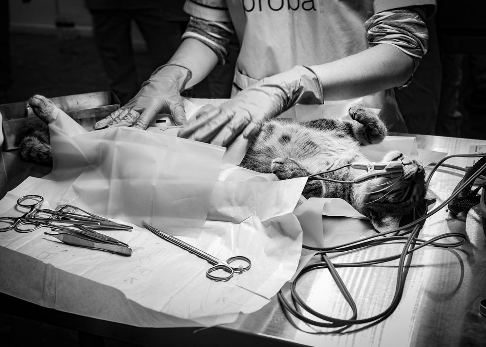 Sin título de la serie Black Dog.