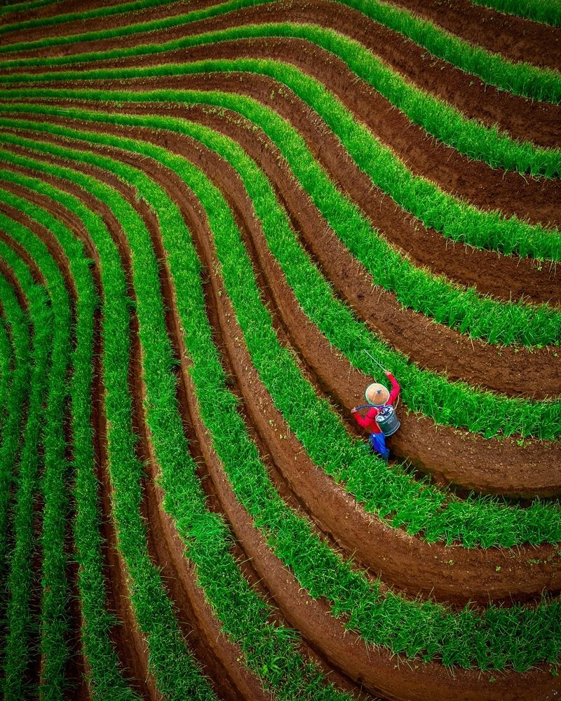 Onion Farmer