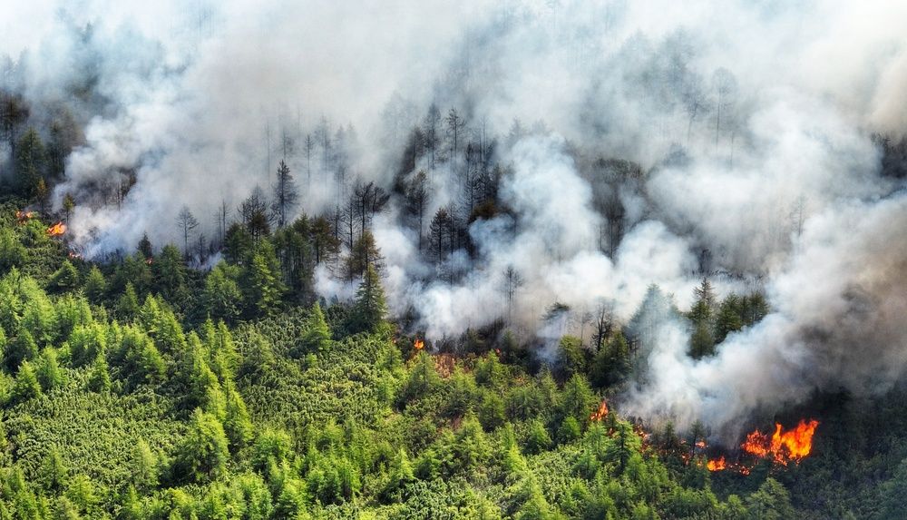 Огонь в лесу