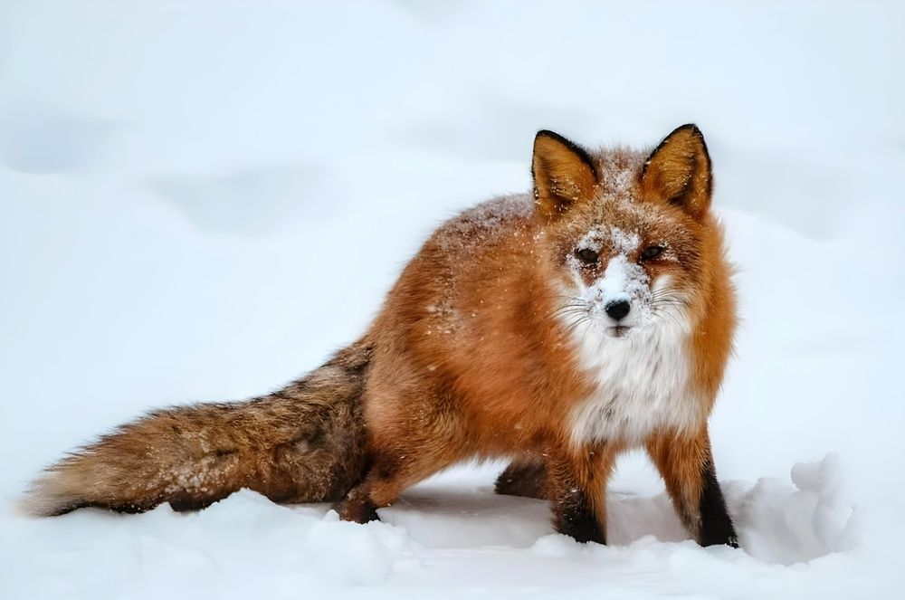 Photograph by Вероника Романенко