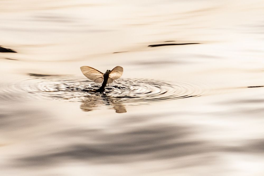 Photograph by Zsuzsa Décsi