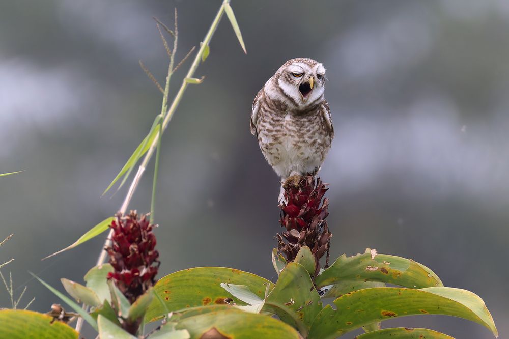 Photograph by PARTHA ROY