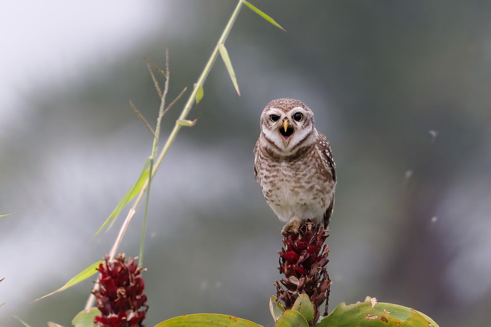 Photograph by PARTHA ROY