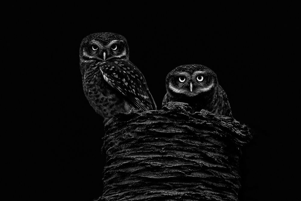 Photograph by PARTHA ROY