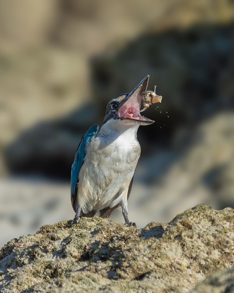 Breakfast with Collared Kingfisher