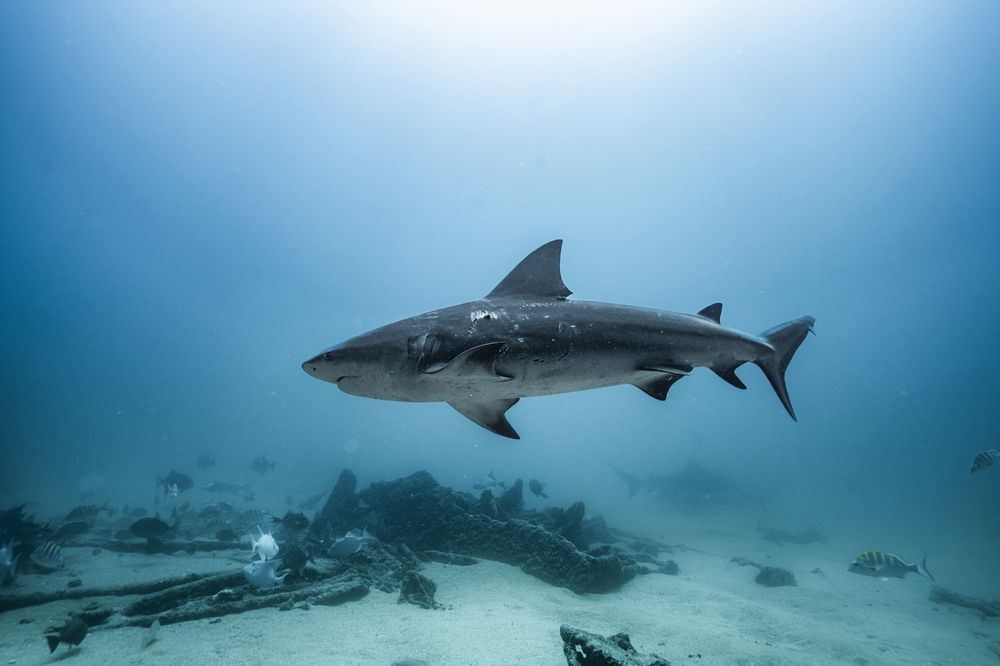Bull Shark