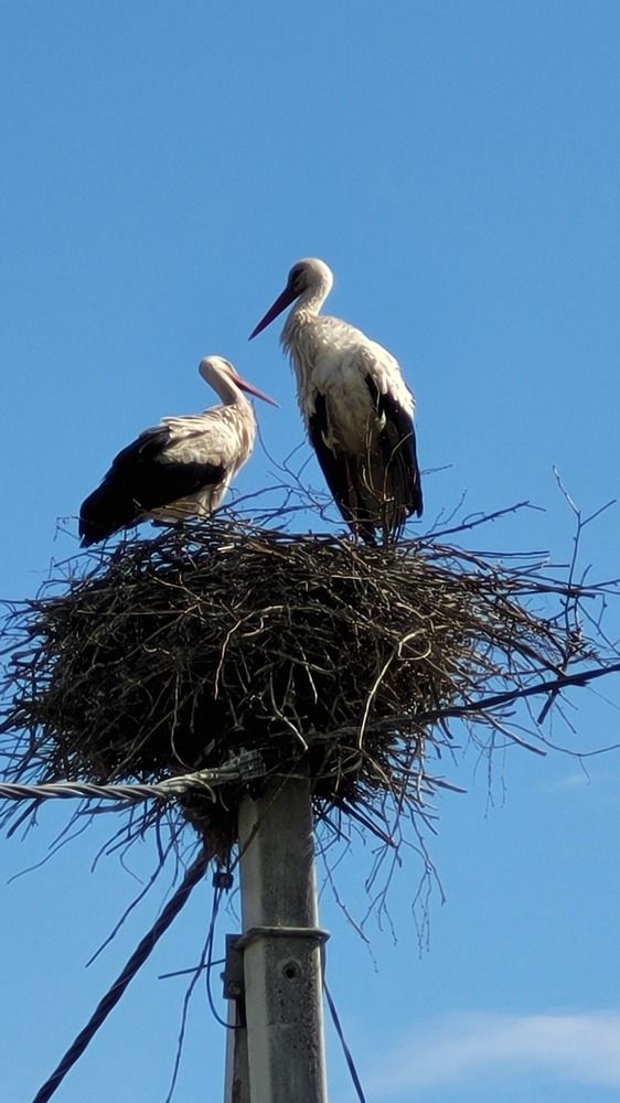 Весна пришла.