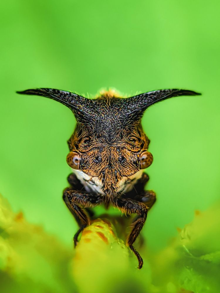 Treehopper