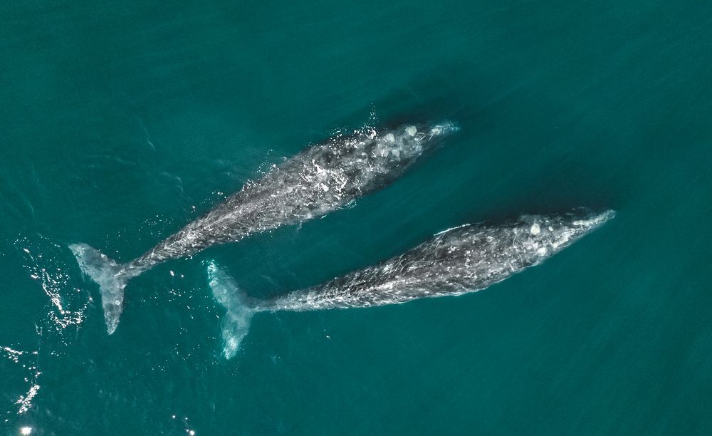 Gray Whales