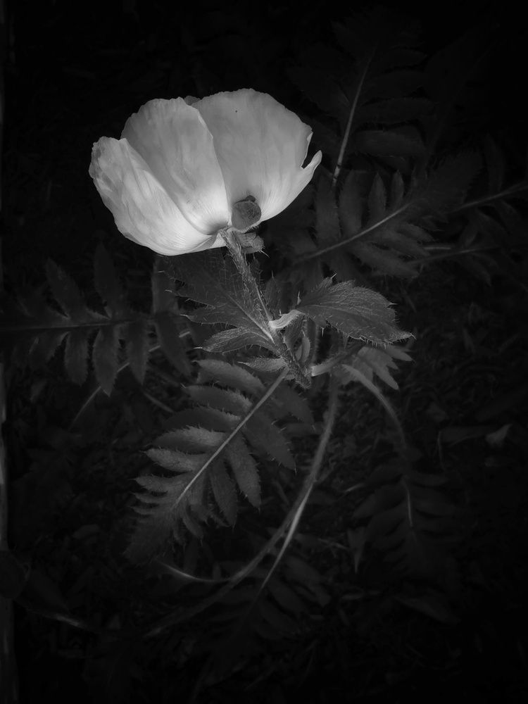 Photograph by Veremeyeva Marina