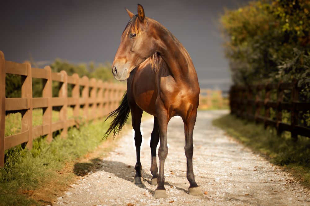 Photograph by Raissa