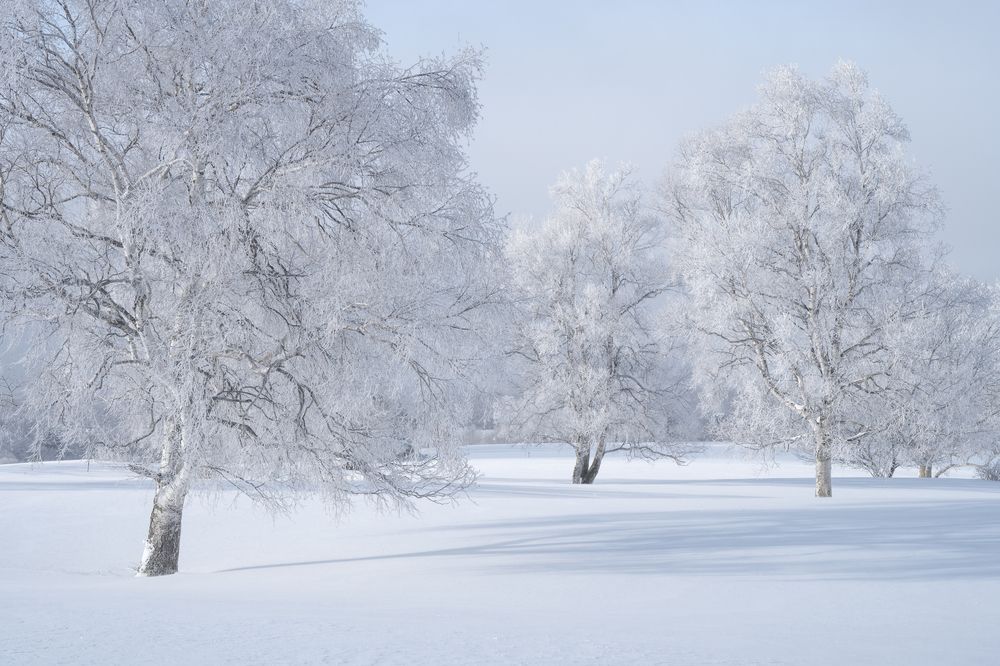Photograph by Kaneko Atsushi