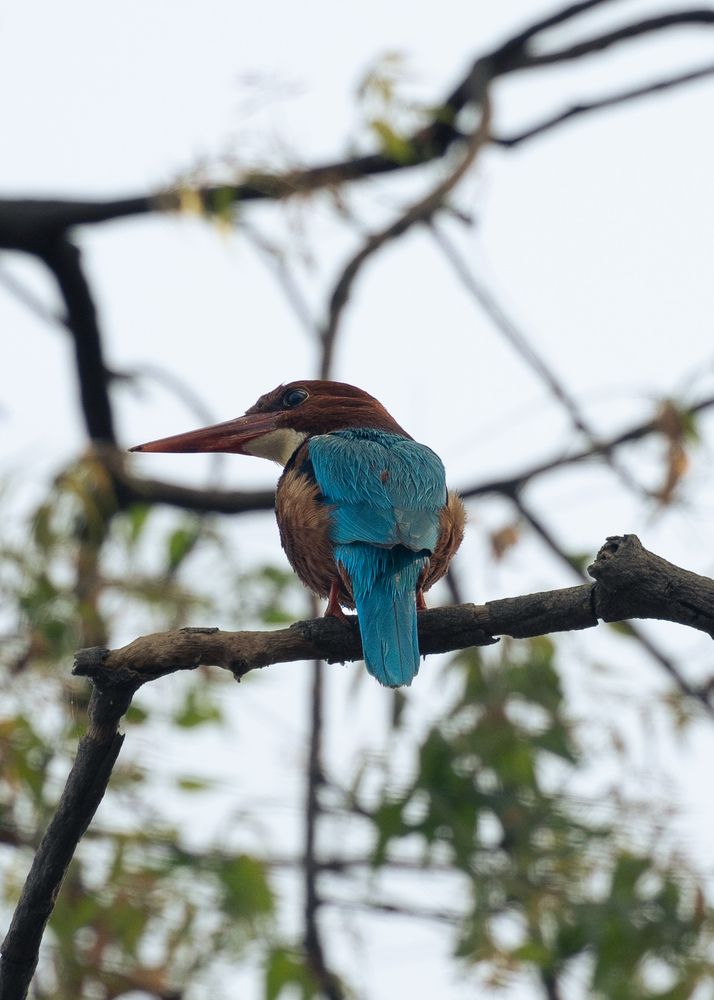 Фотография автора SOUMYA SHANKAR BOHIDAR