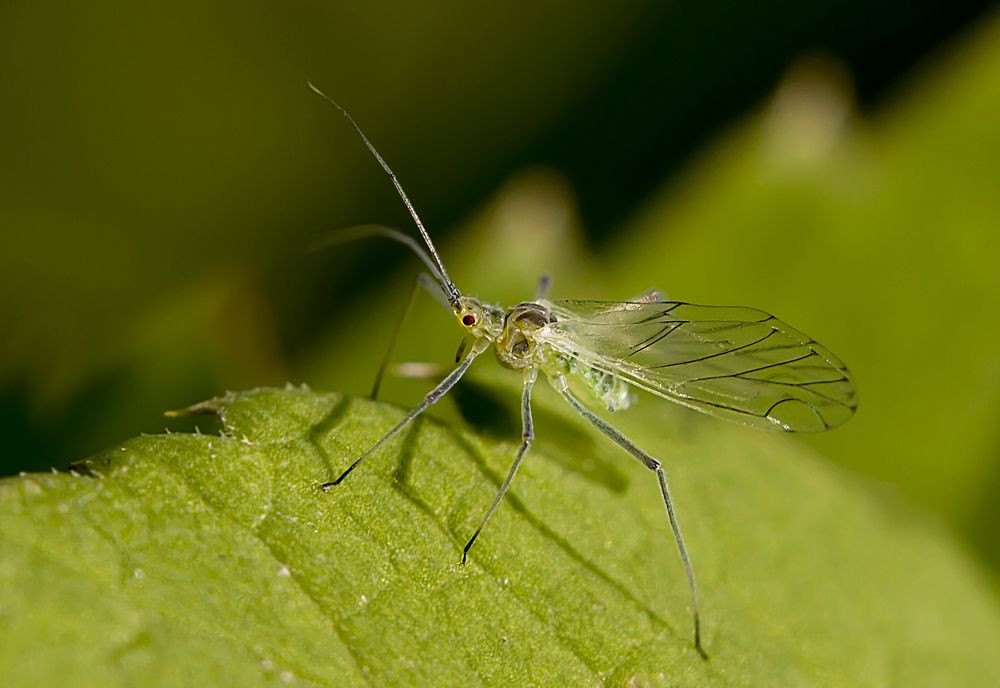 Фотография автора Andrey Pristyazhnyuk