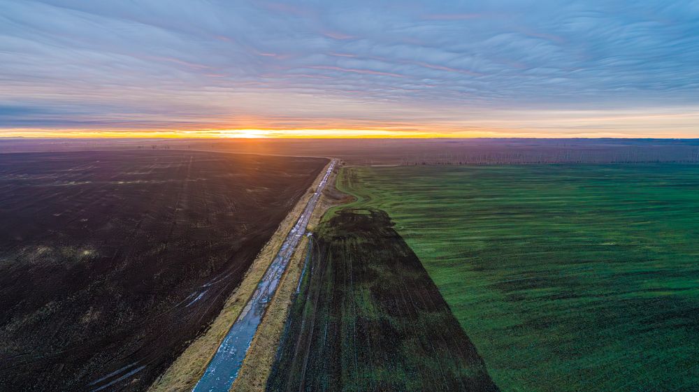 Озимые поля Алтая.