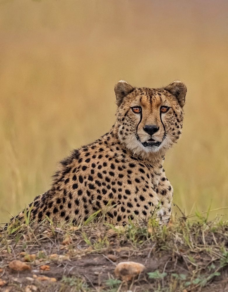 Photograph by nimalan subramaniam