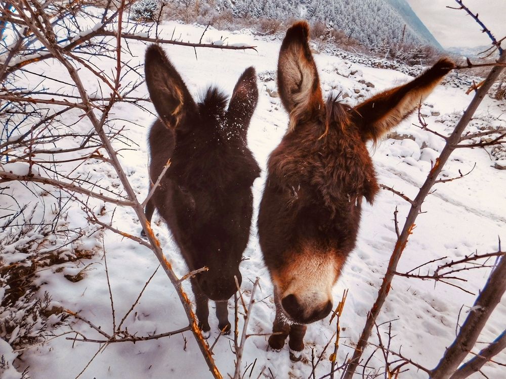 Ушки на ножках